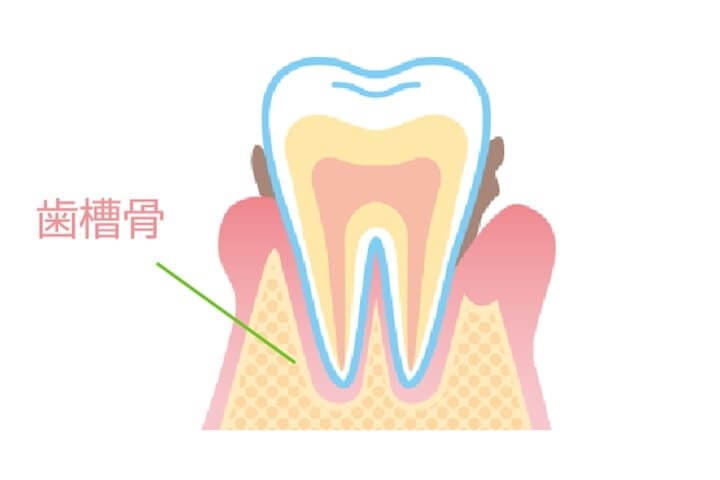 歯槽骨